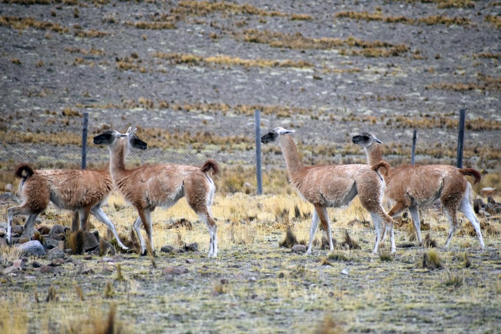 Tour En La Reserve Nacional De Pampa Galeras En Ayacucho Desde Nasca 5892