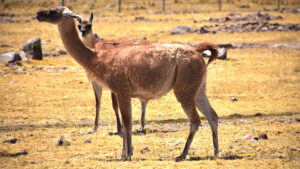 Guanaco San Fernando 